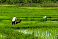 Few thai farmers pulling new rice plants and getting ready to plant in the northern Thailand field.